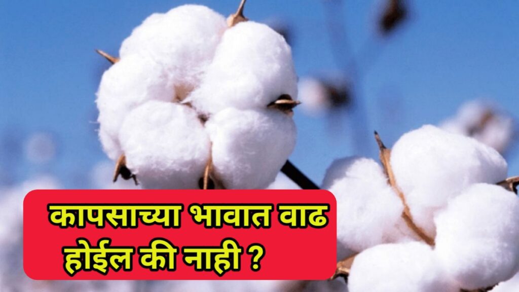 What Is Cotton Price Toady